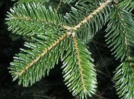 Chvojí z jedle kavkazské - 3