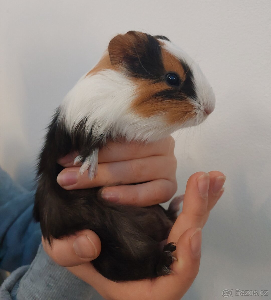 Morče - samec, mládě - 3