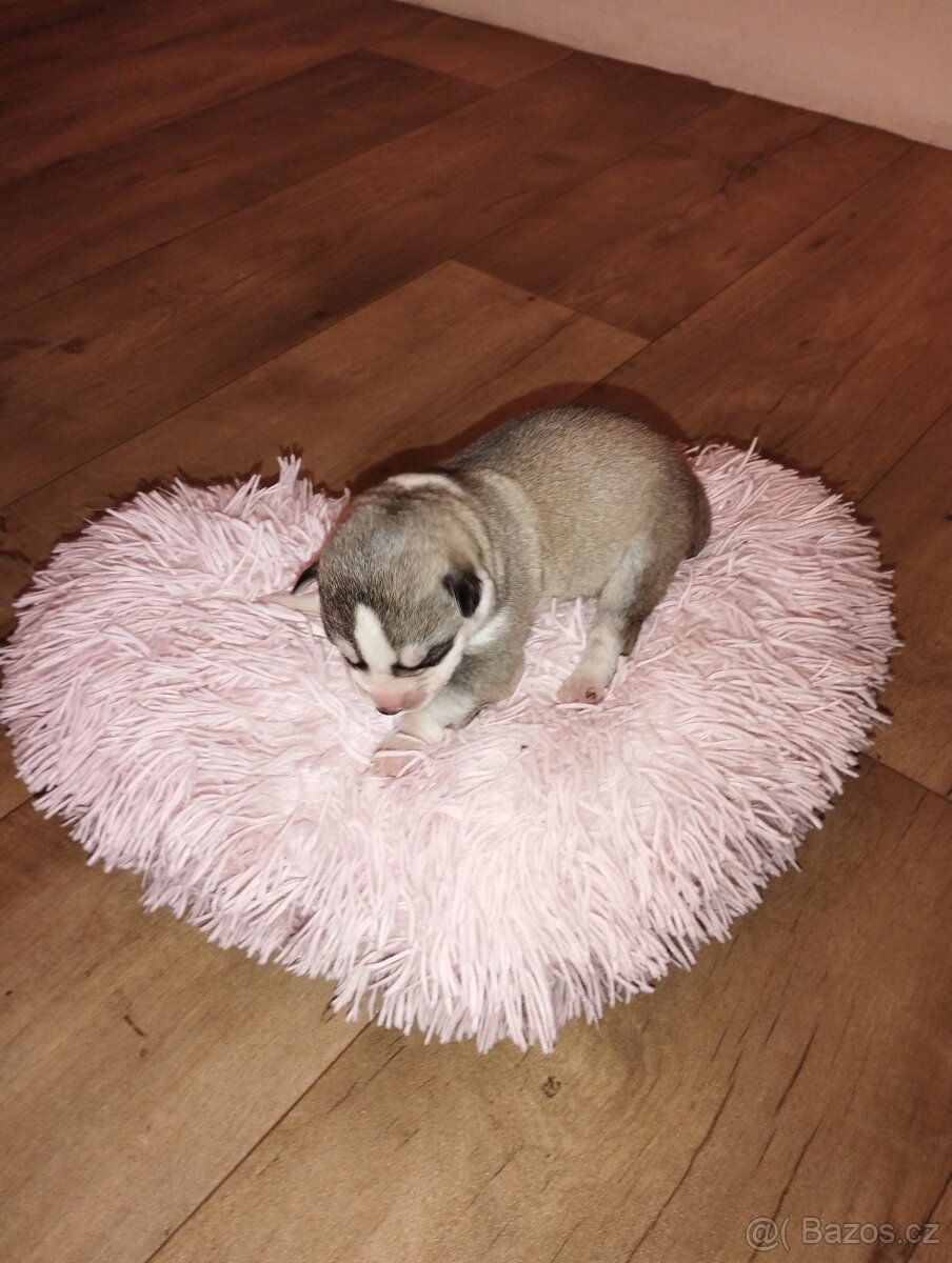 Sibiřský husky - 3