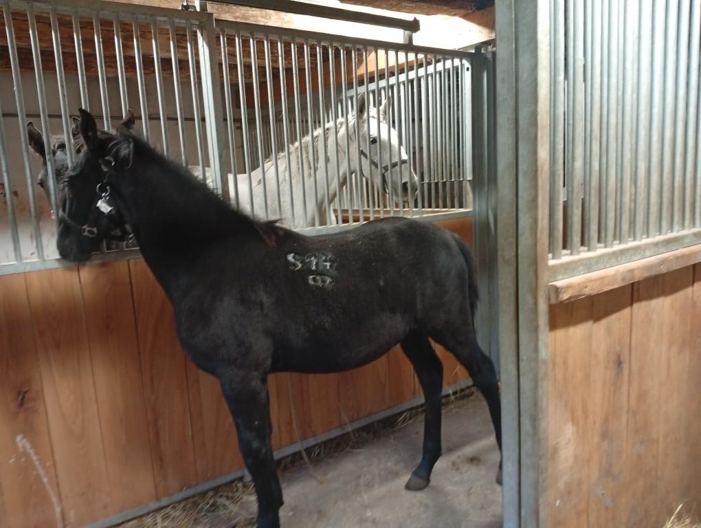 Kladrubske hřibata - 3