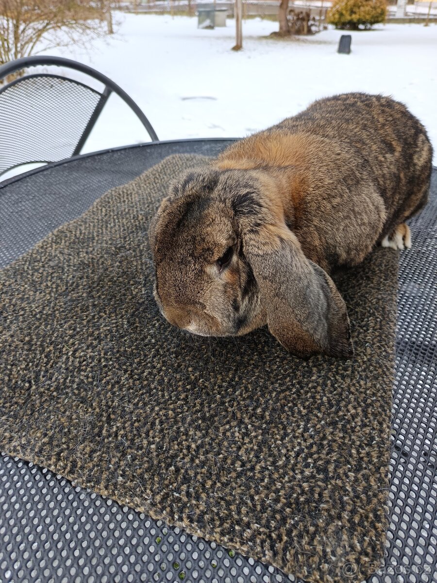 Prodám Francouzský beran divoký - 3