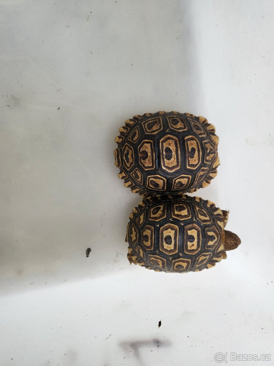 zelvy uhlirske, ostruhate, pardali - 3