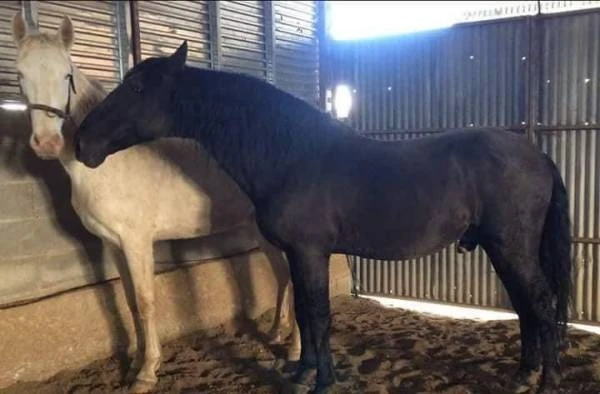 Černý LUSITANO - připouštění - 3