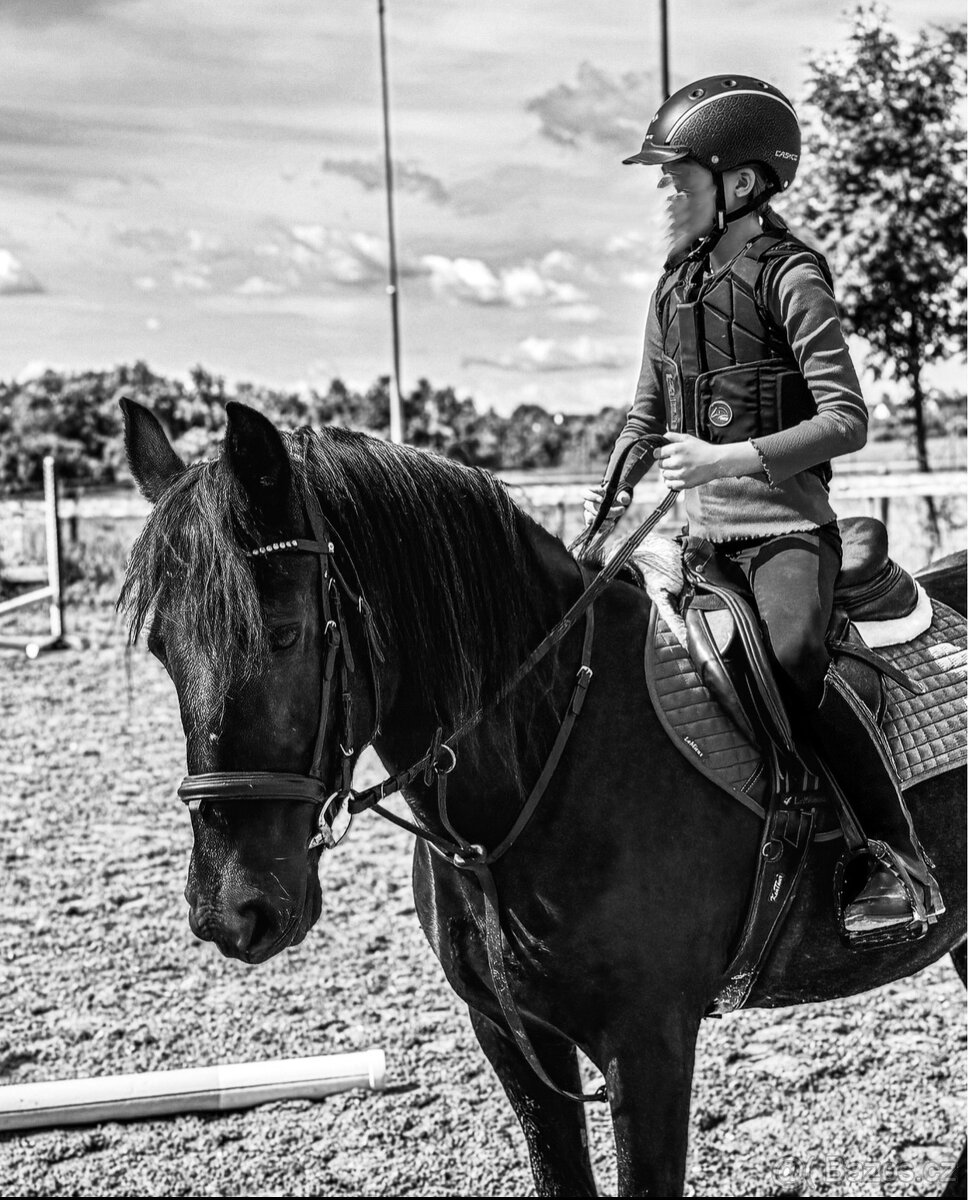 Fell Pony - kategorie B - 3