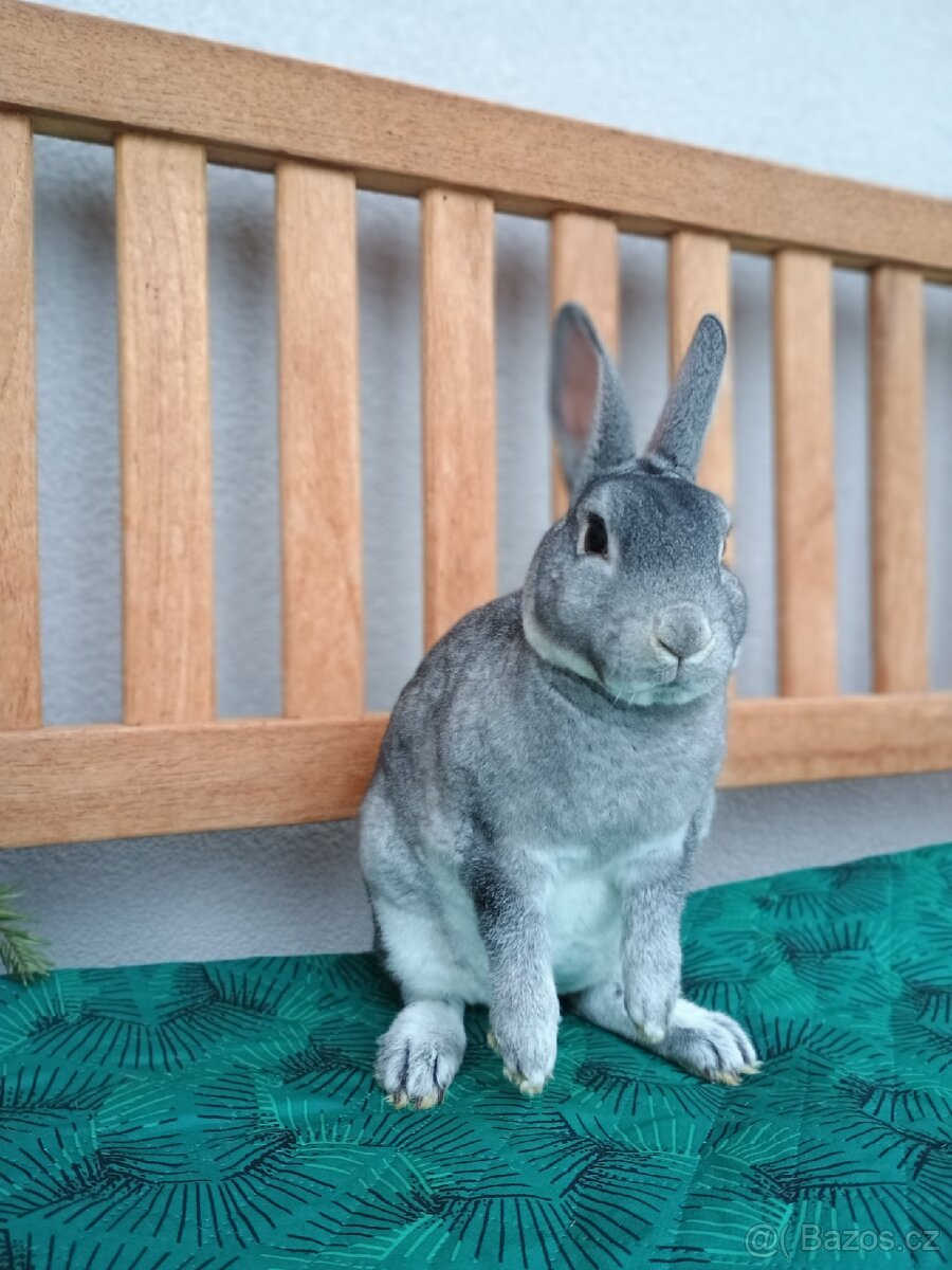 Zakrslý rexík činčilový sameček s PP - 3