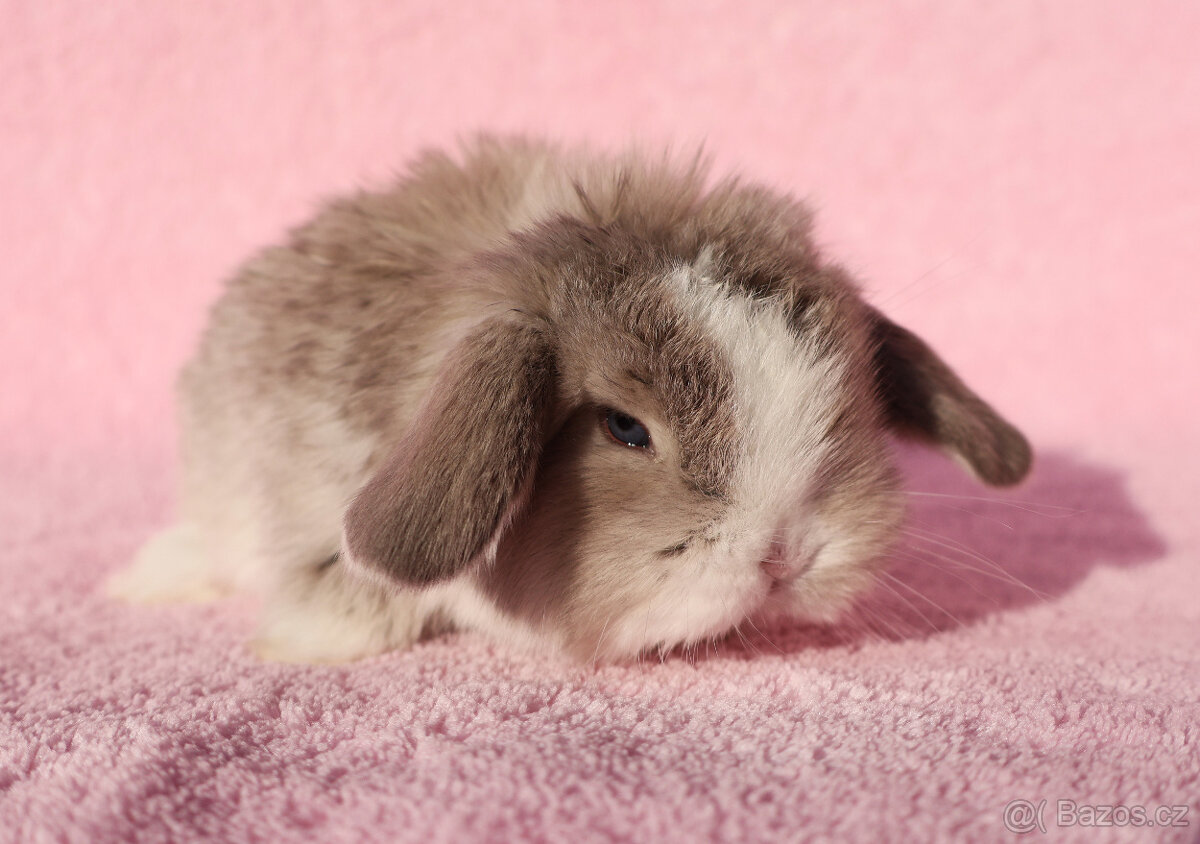 Zakrslí beránci NHD modrá očka . - 3