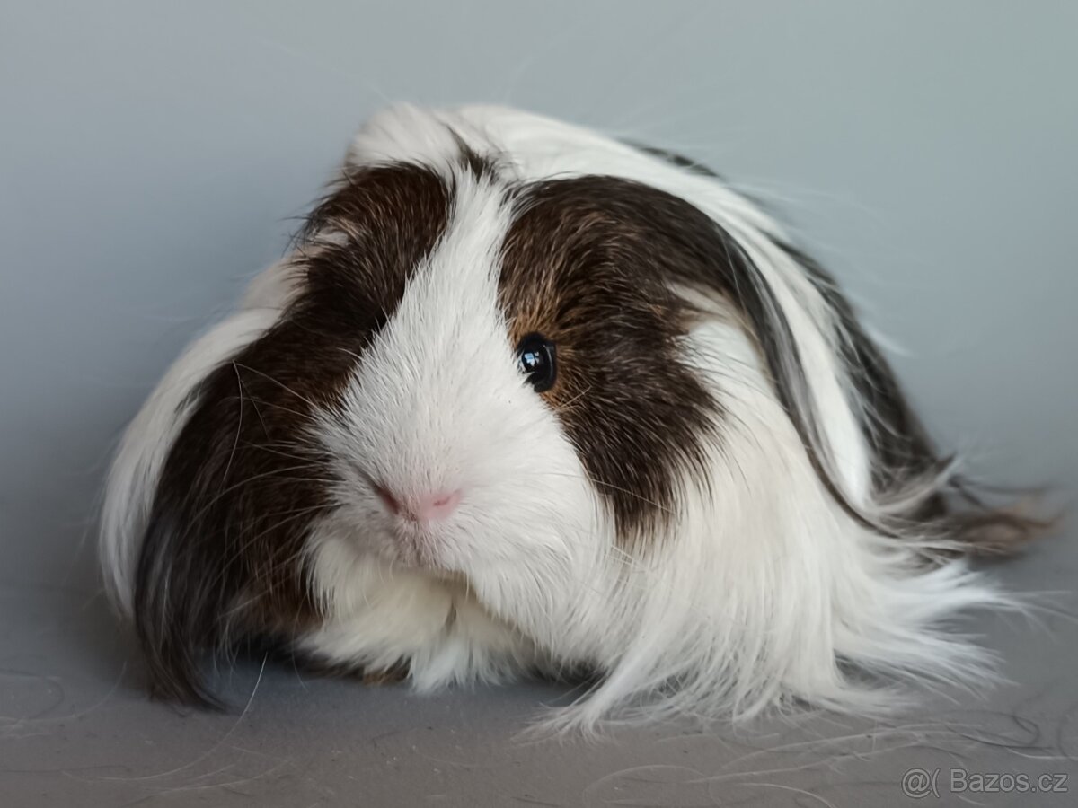 Dlouhosrsté morče - šeltie - 3