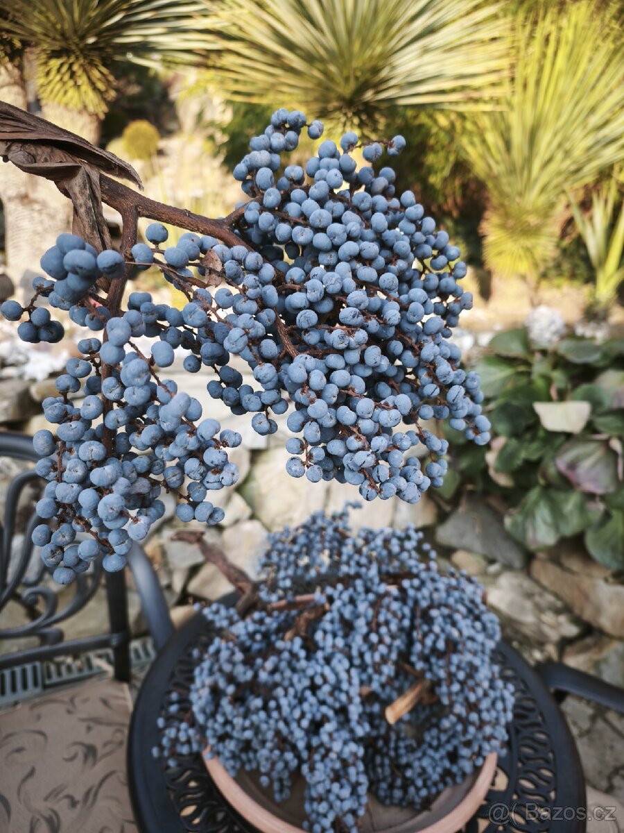 Semena - palma Trachycarpus Fortunej - 3