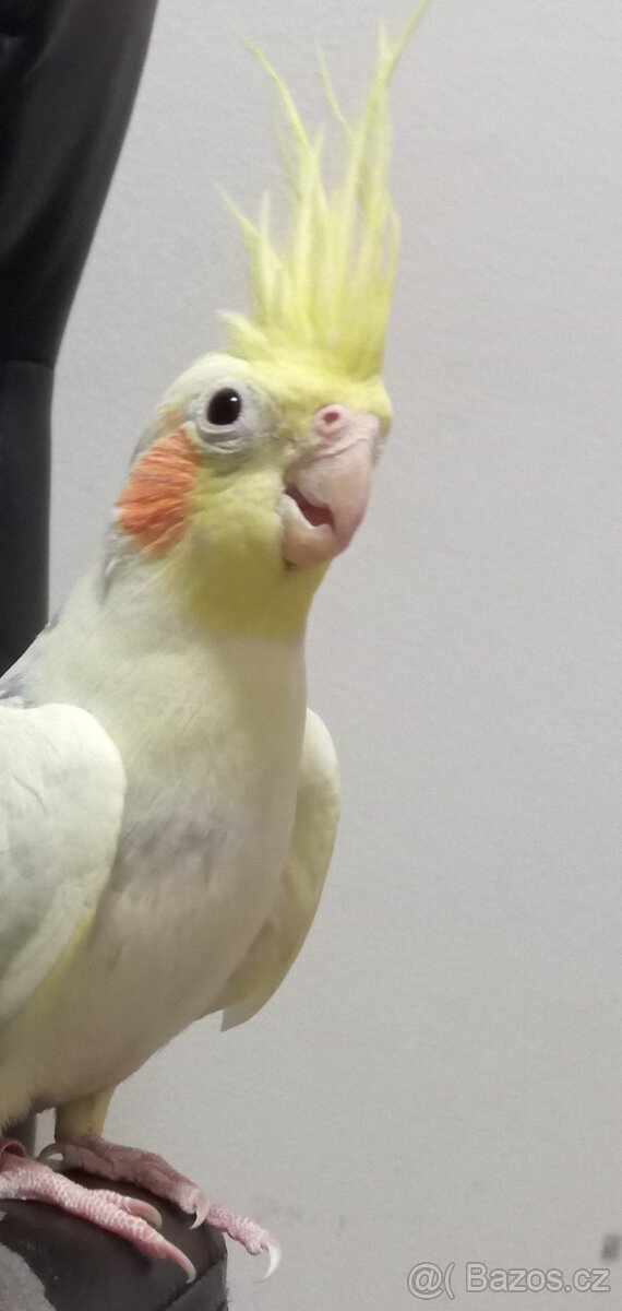 Korela chocholatá - 3