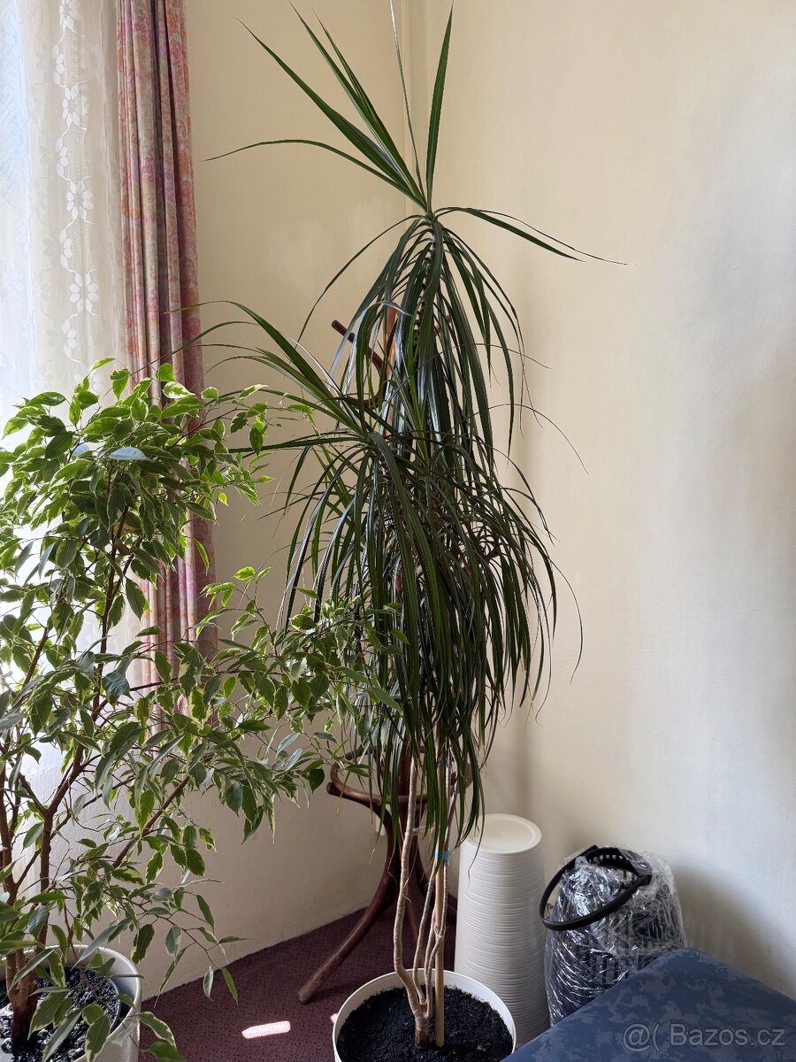 Květina Dracaena Marginata - Dračinec (Dracena) - 3