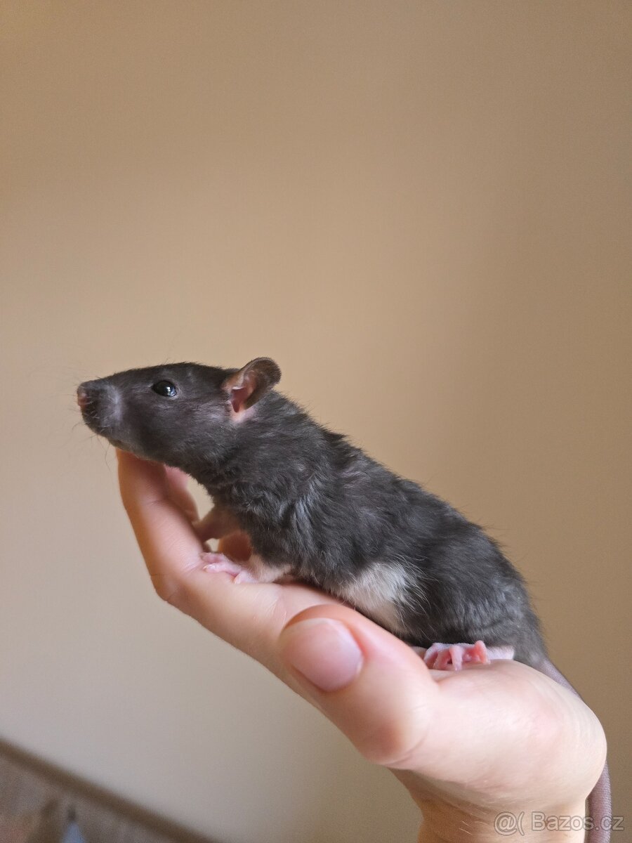 Potkan rex - 1 volna samicka - 3