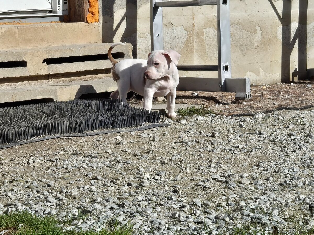 American bull standart - 3