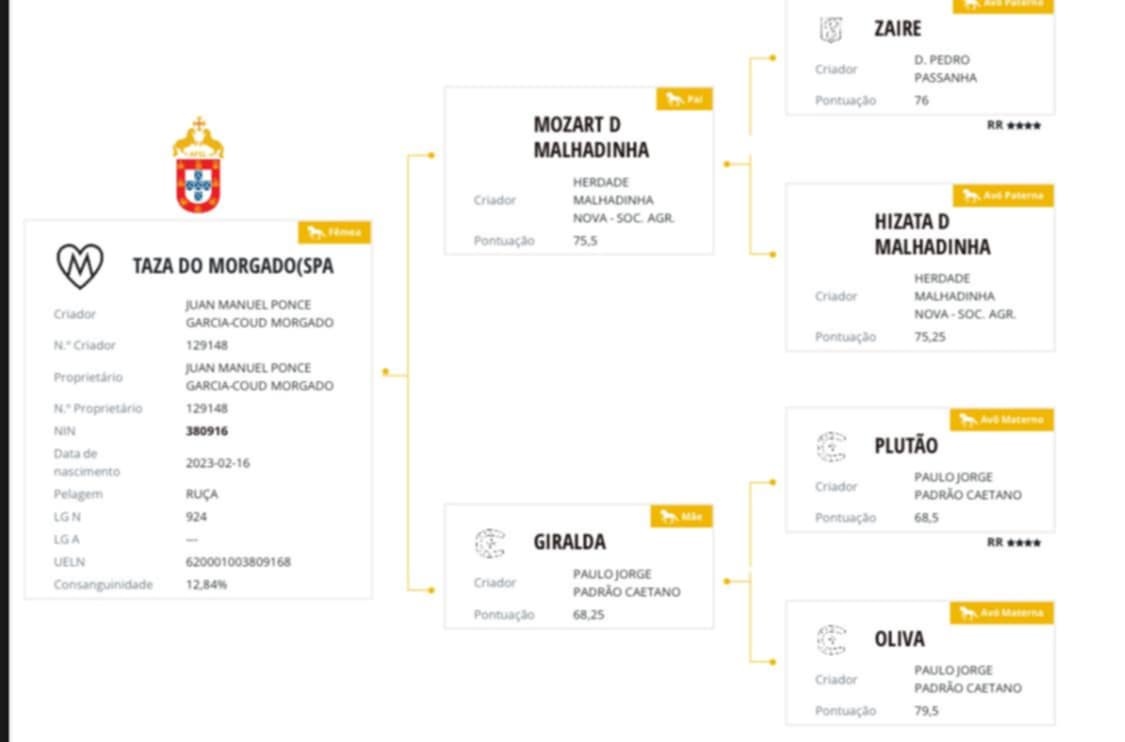 Lusitano klisna s PP - 3