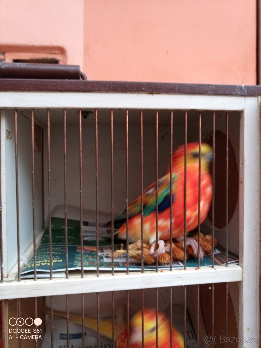 Papoušek zpěvavý - 3