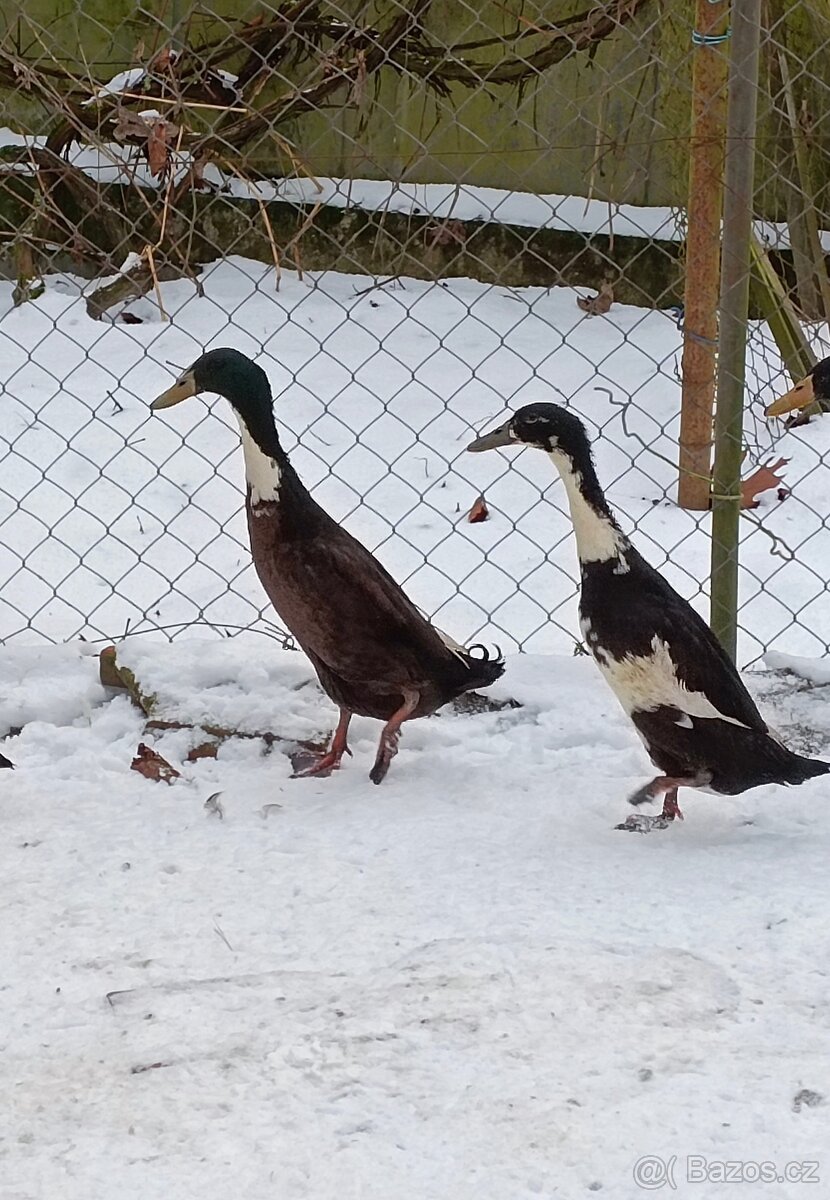 Indický běžec - 3