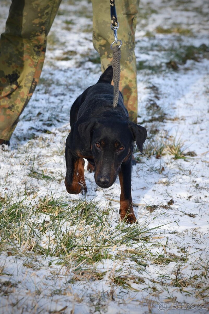Jagteriér Andy hledá domov - 3