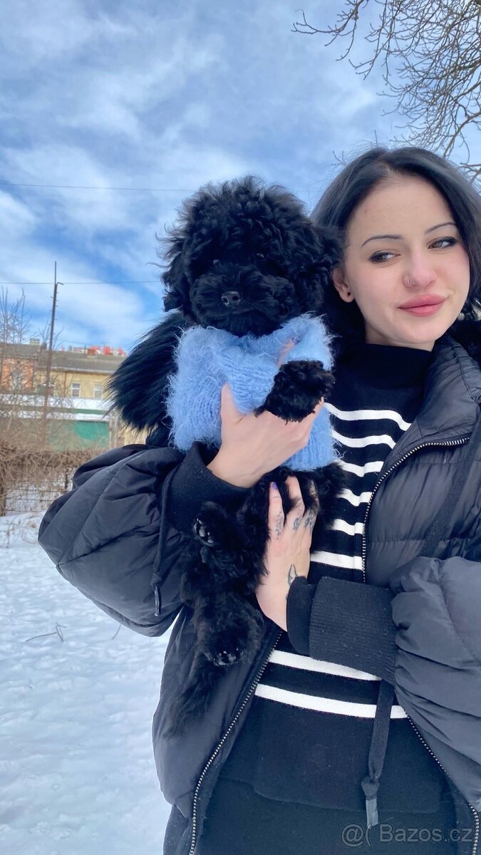 Černá perla, střední pudl PP FCI - 3