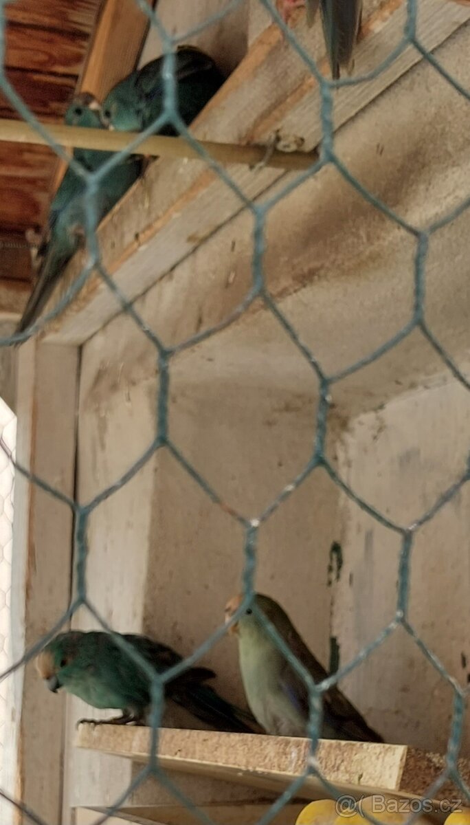 Prodam Kakariky modre - 3