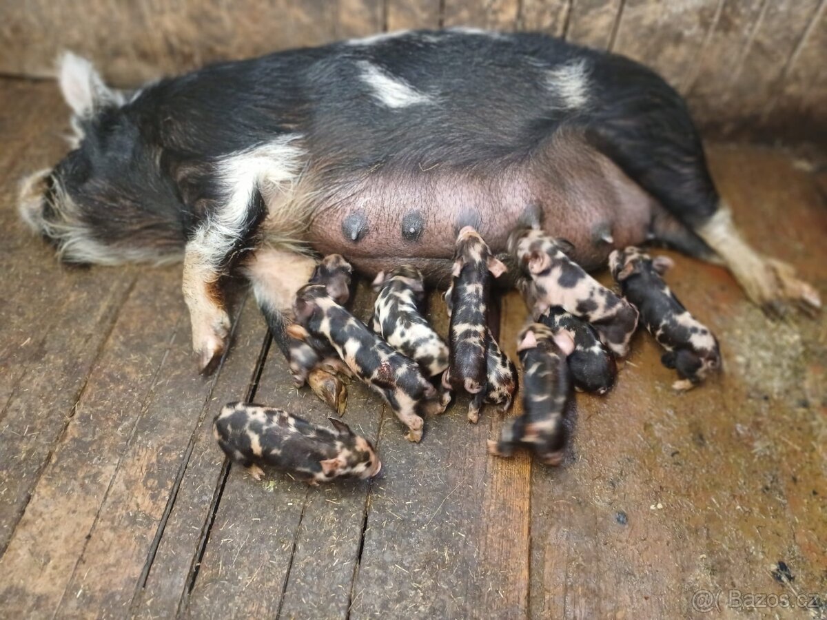 selata kune kune - 3