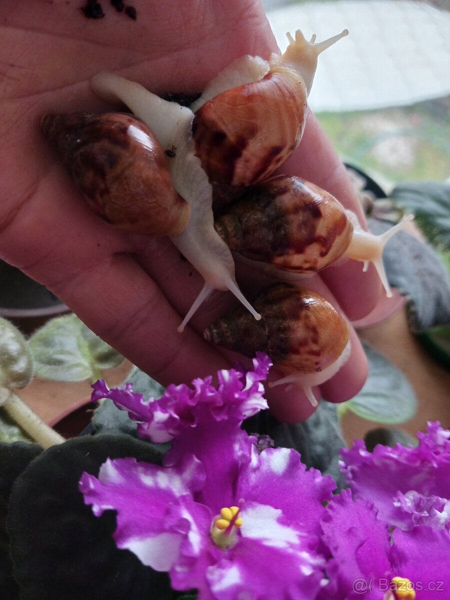 Afričtí šnečci - 3