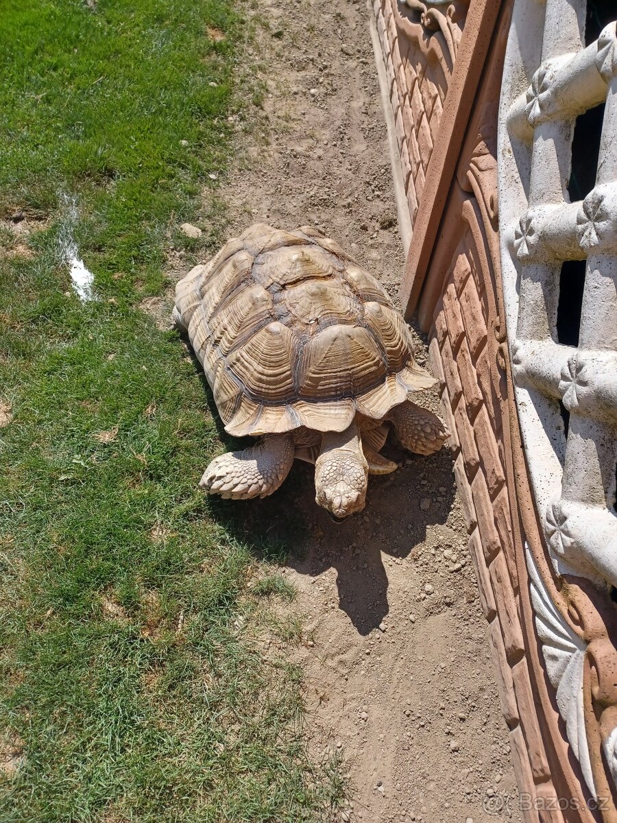 Želva sulcata - 3