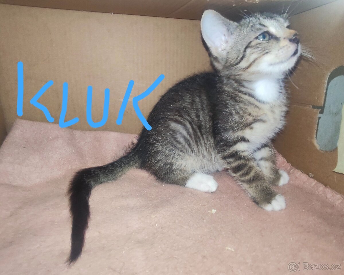 Koťata kočky domácí - 3