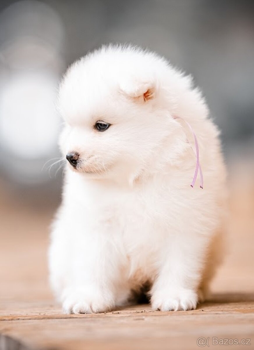 Samojed s PP - 3