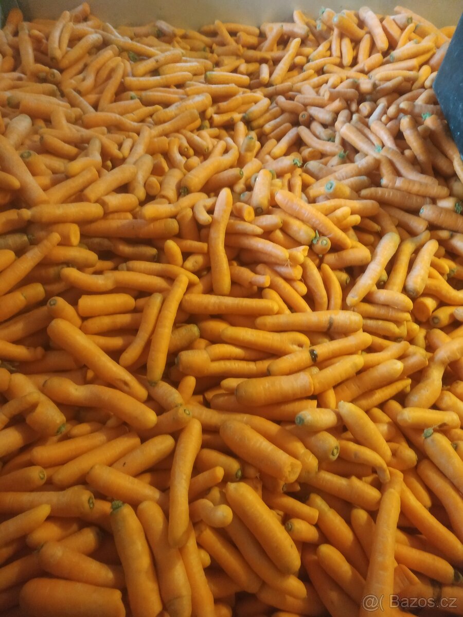 Krmná mrkev, Sušené řepné řízky - 3