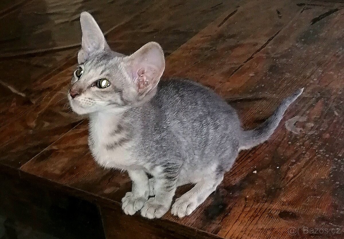 Orientální kočička s PP - 3