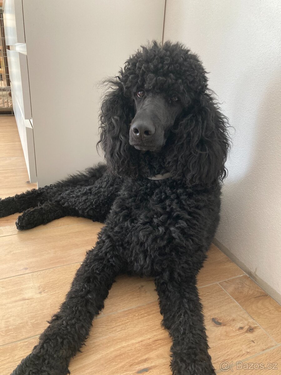 Pudl velký černý - 3