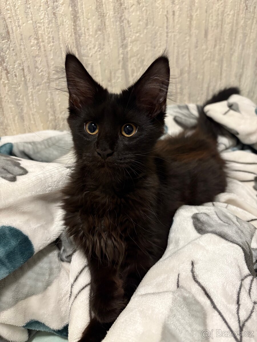 Minská mývalí koťata bez PP - 3