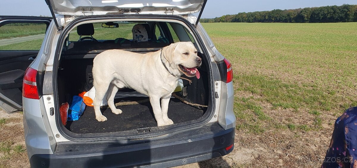 Labrador - černá a smetanová štěňátka - 3