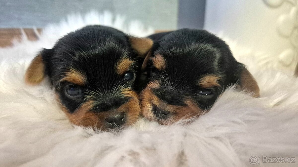 Jorkšírský terier, štěňátka s PP FCI - 3