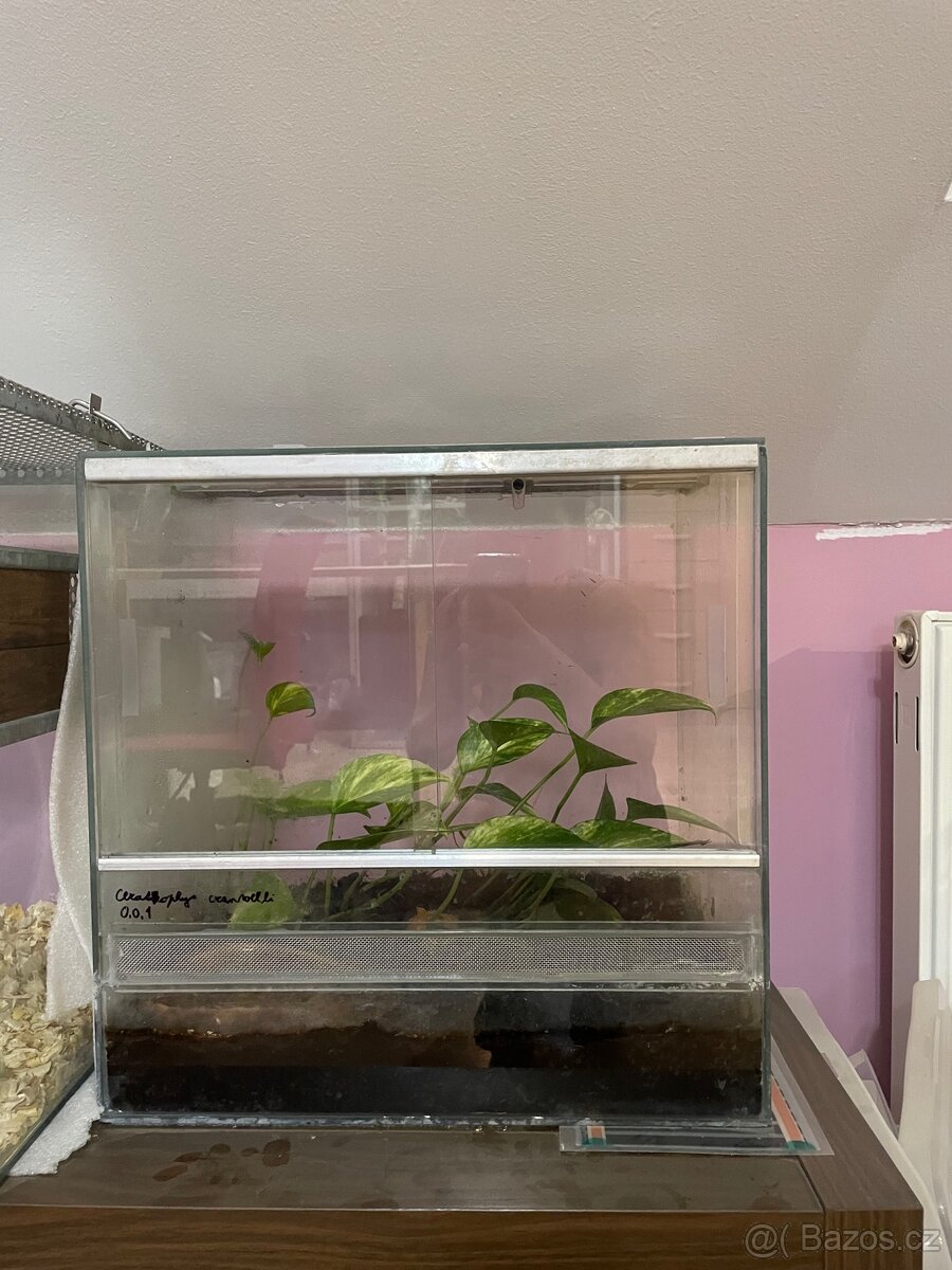 Rohatka cranwellova - 3