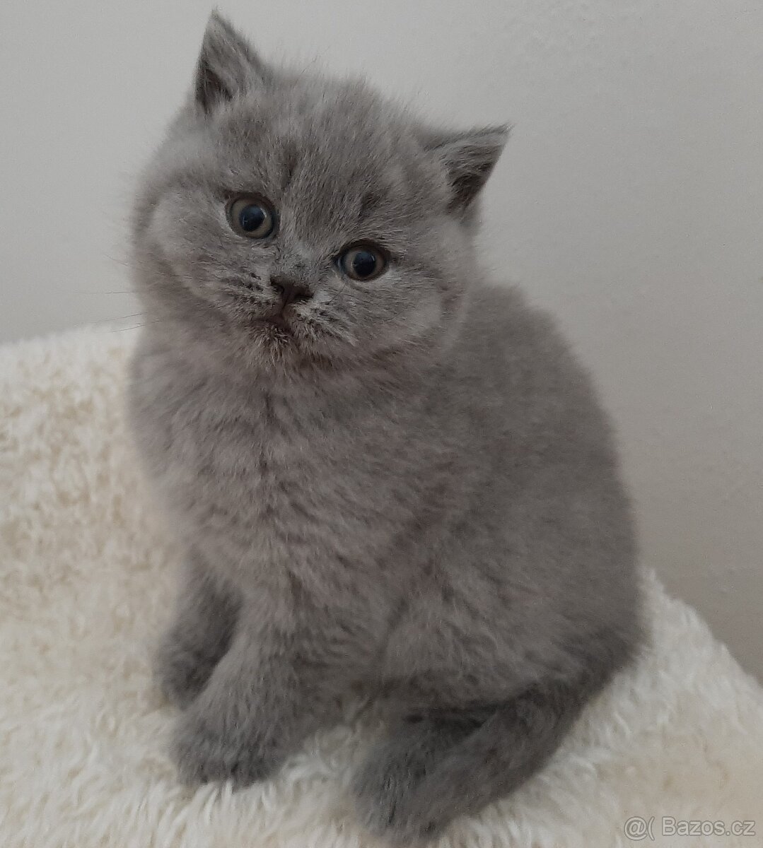 Britská koťata s PP - 3