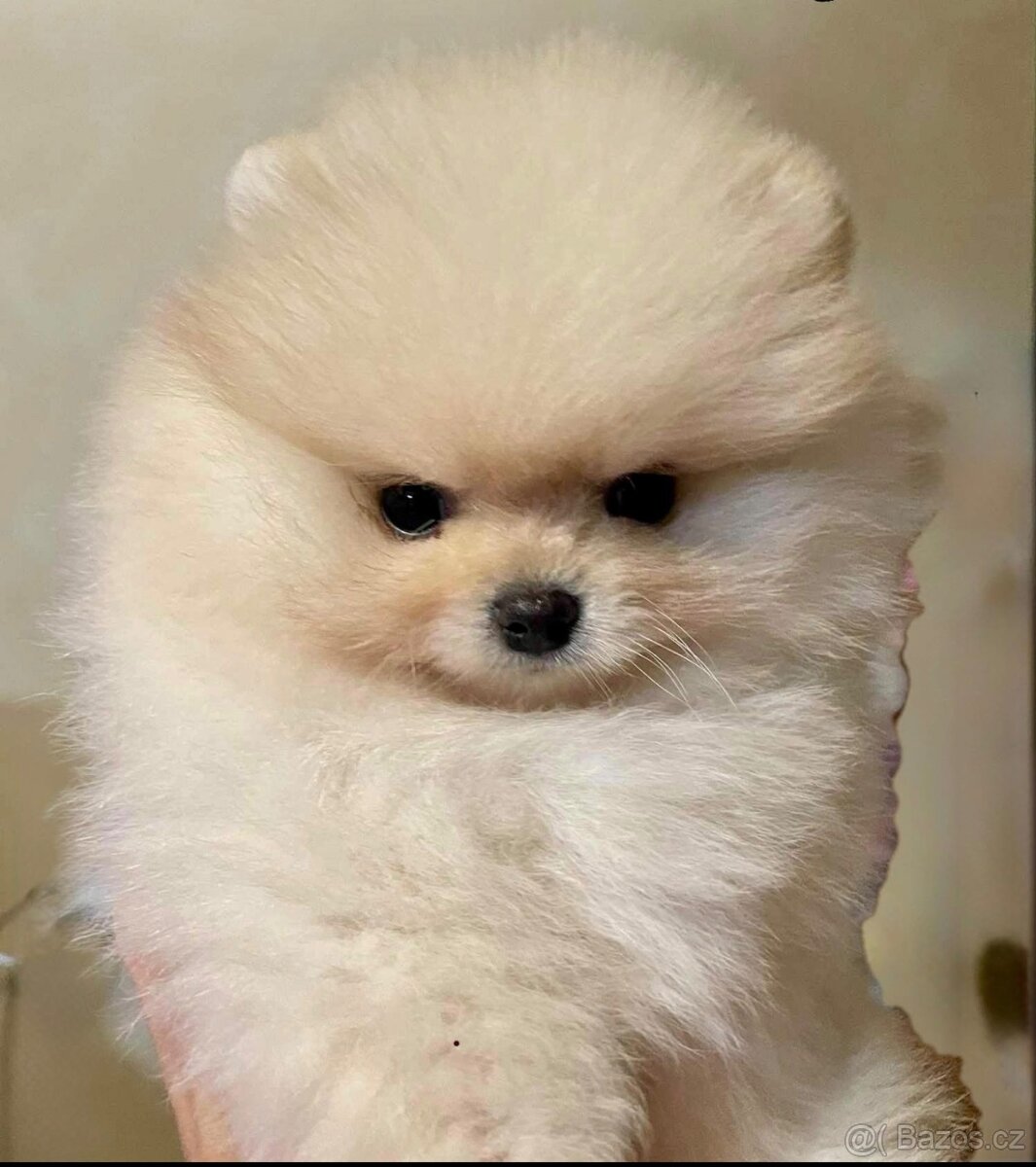 POMERANIAN S PP FCI - ch.s. z Malebného povltaví - 3