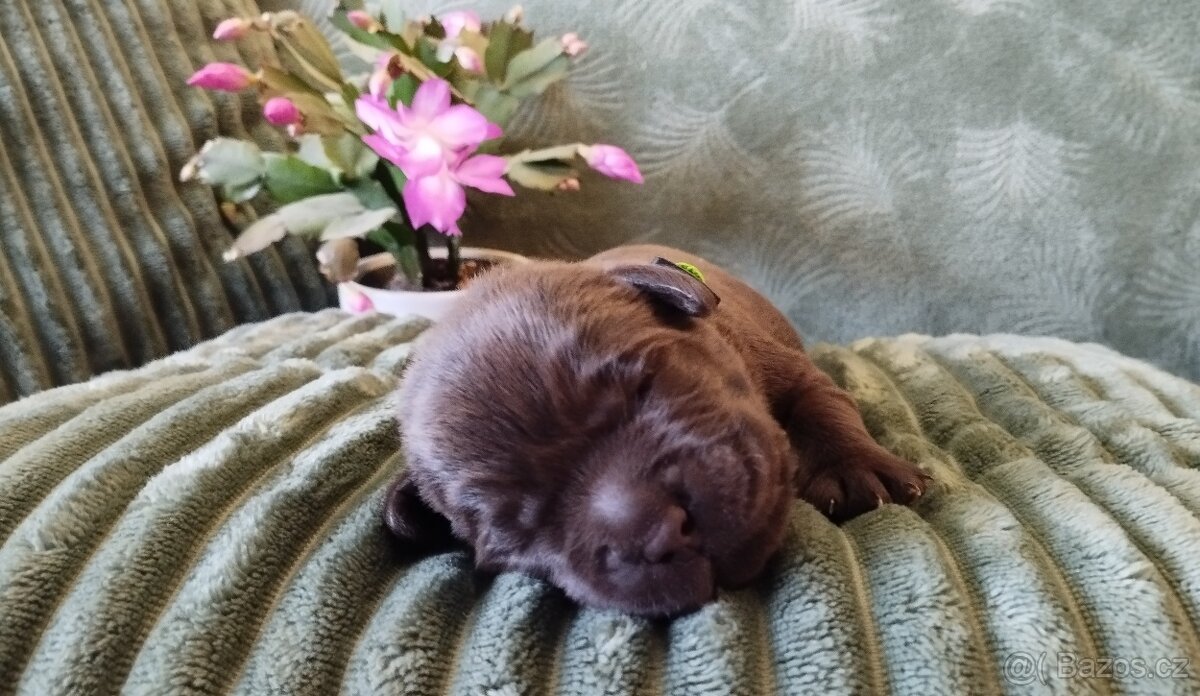 Labradorský retrívr - štěňata s PP k rezervaci - 3