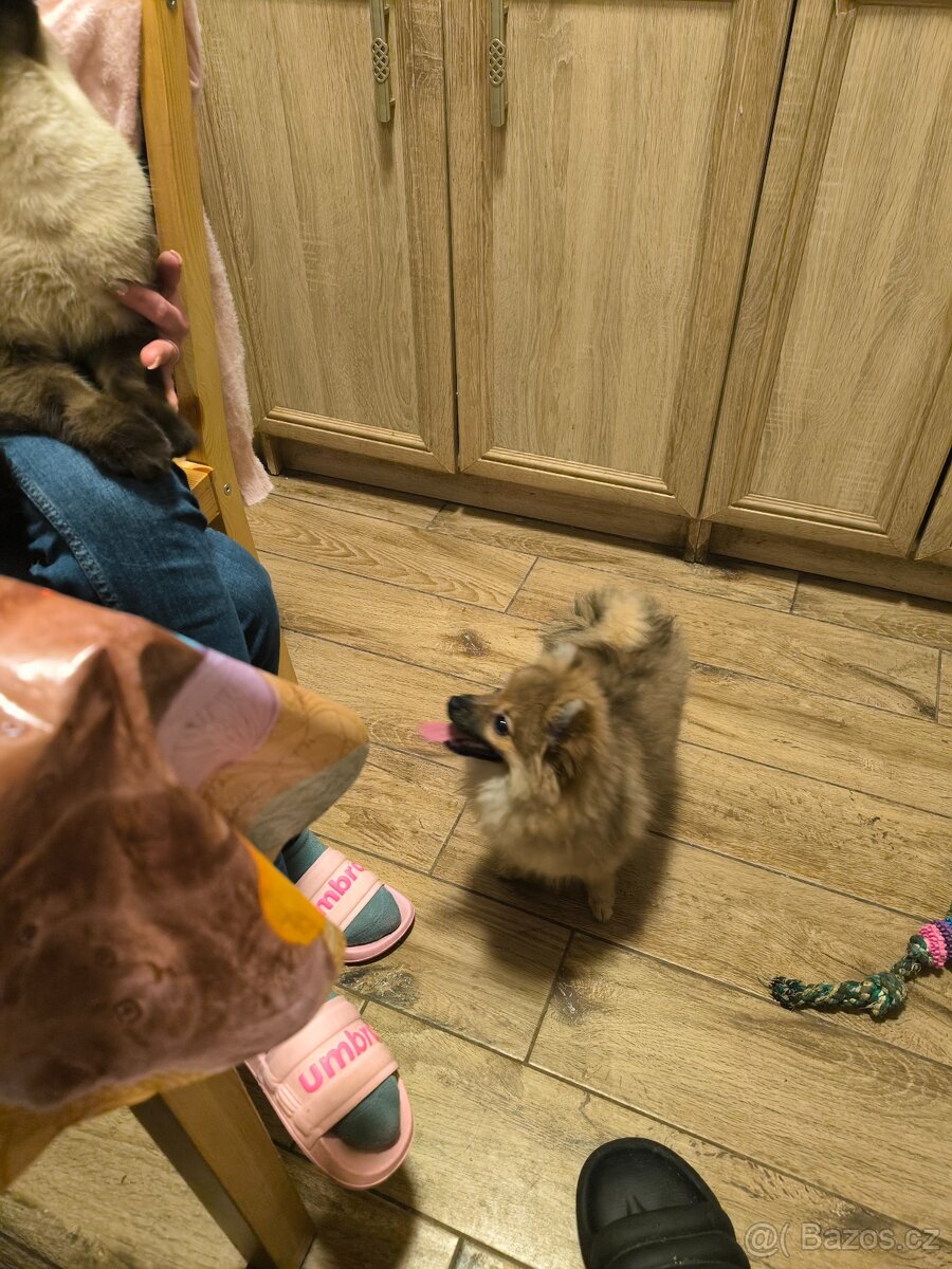 Prodám pomeriana německý špic - 3