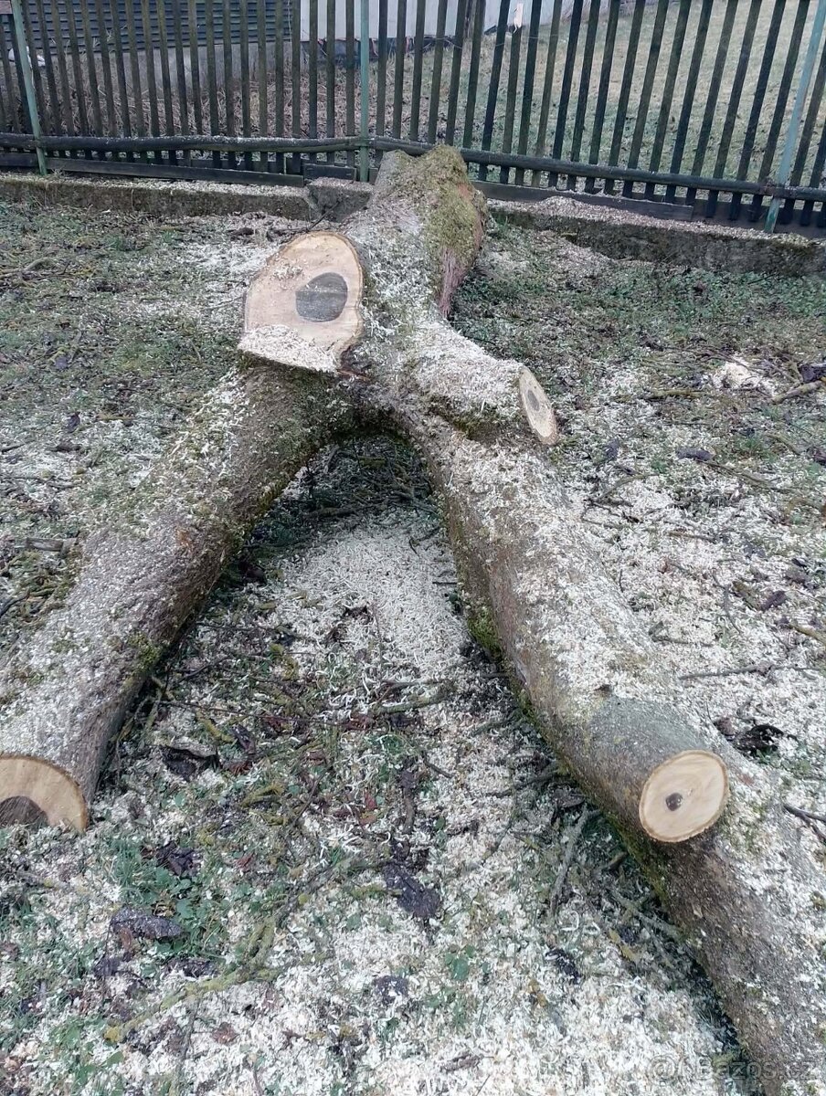 Ořech - 3