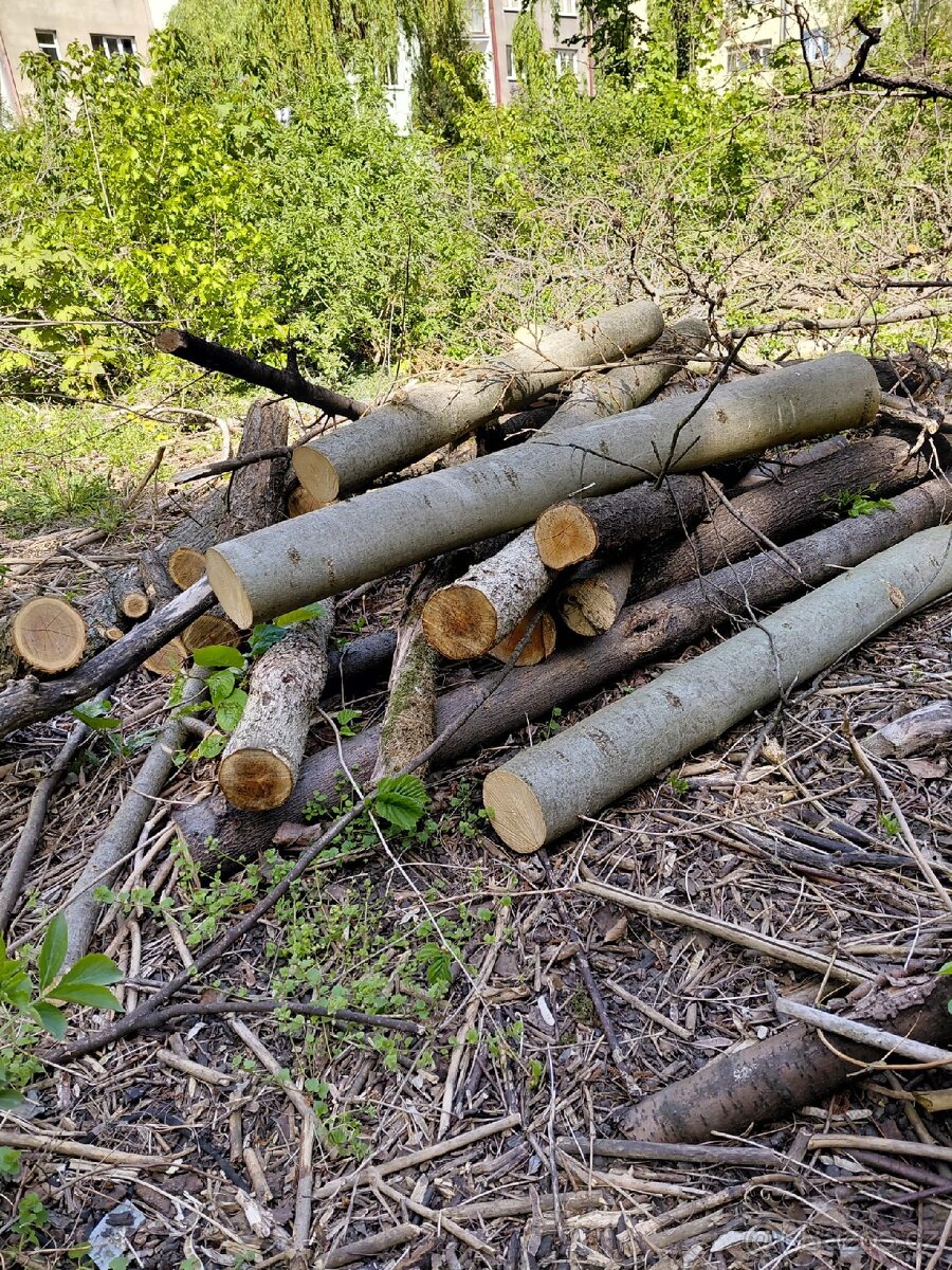 Palivové dřevo - 3