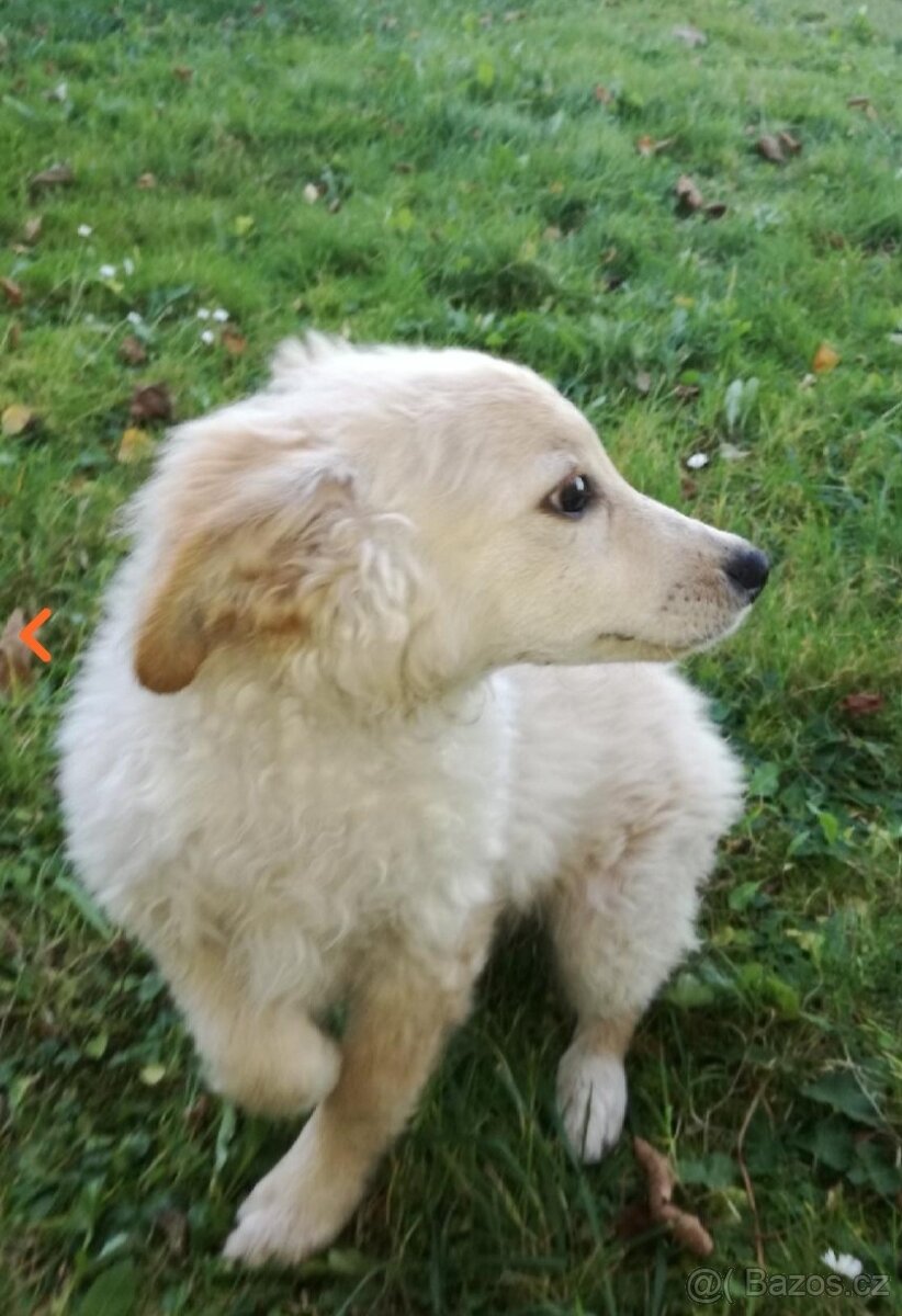 Labradorský retrívr - 3