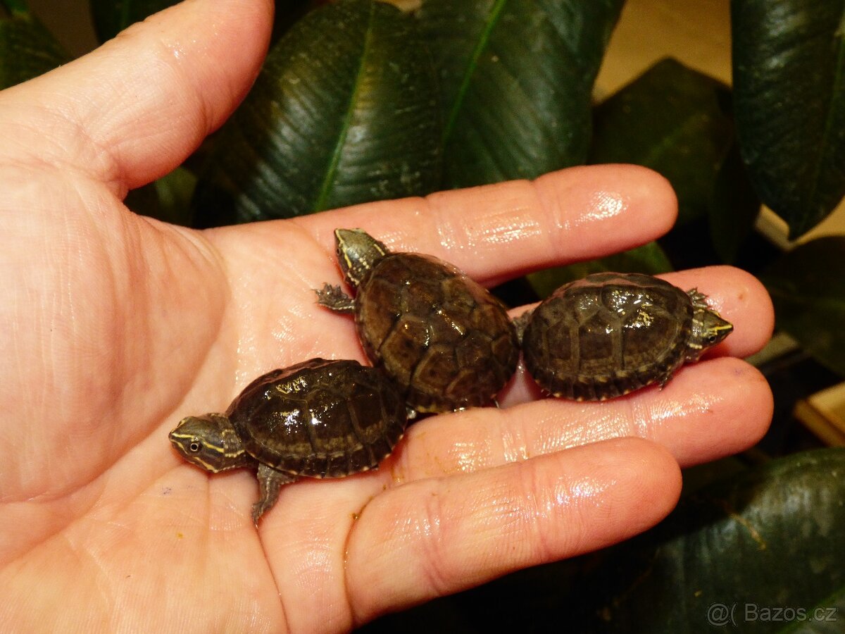 Klapavka obecná (Sternotherus odoratus) - 3