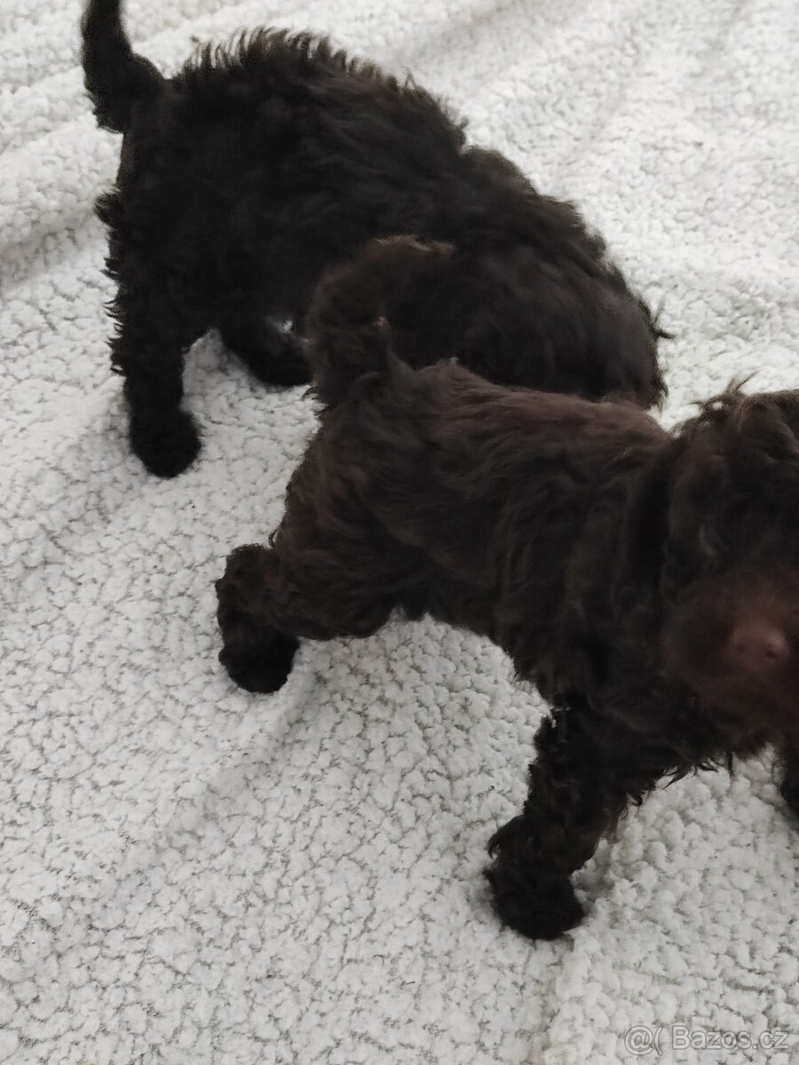 Pudl trpasličí černý a hnědý s p.p. - 3