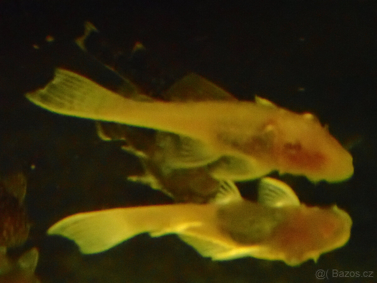 Ancistrus sp gold - 3
