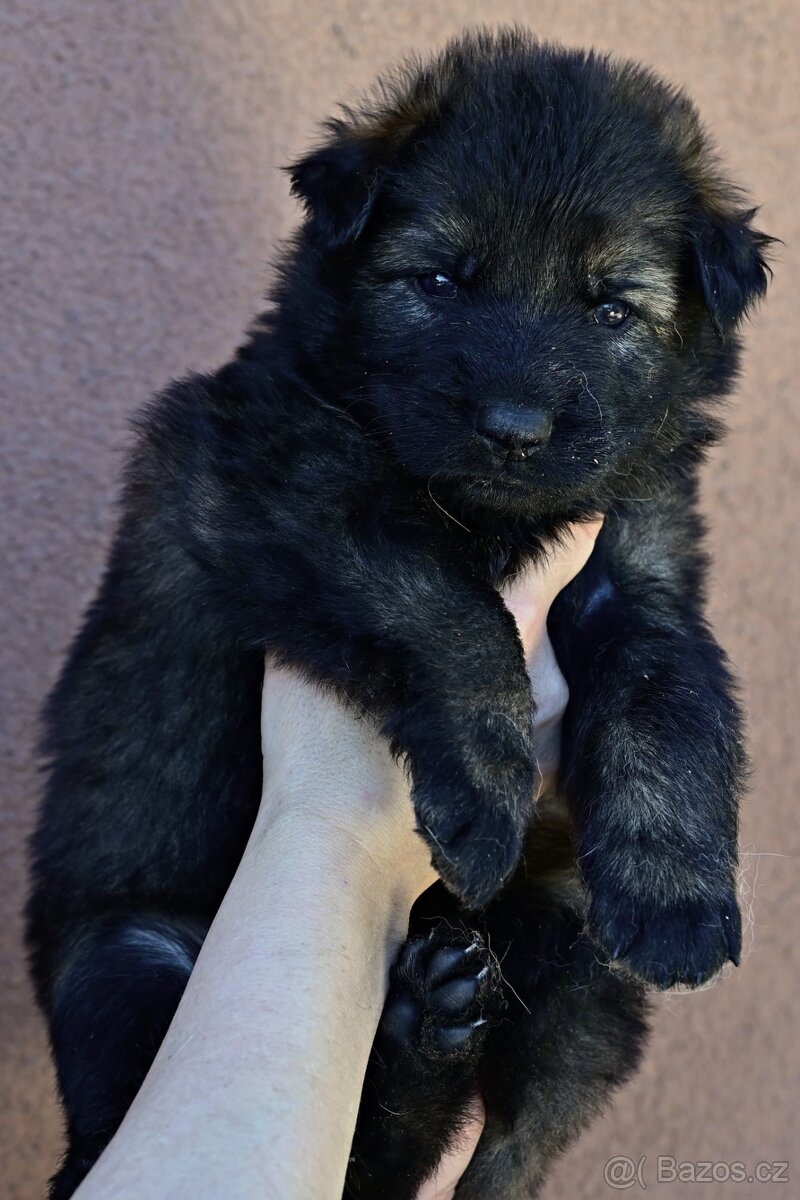 Německý ovčák - 3