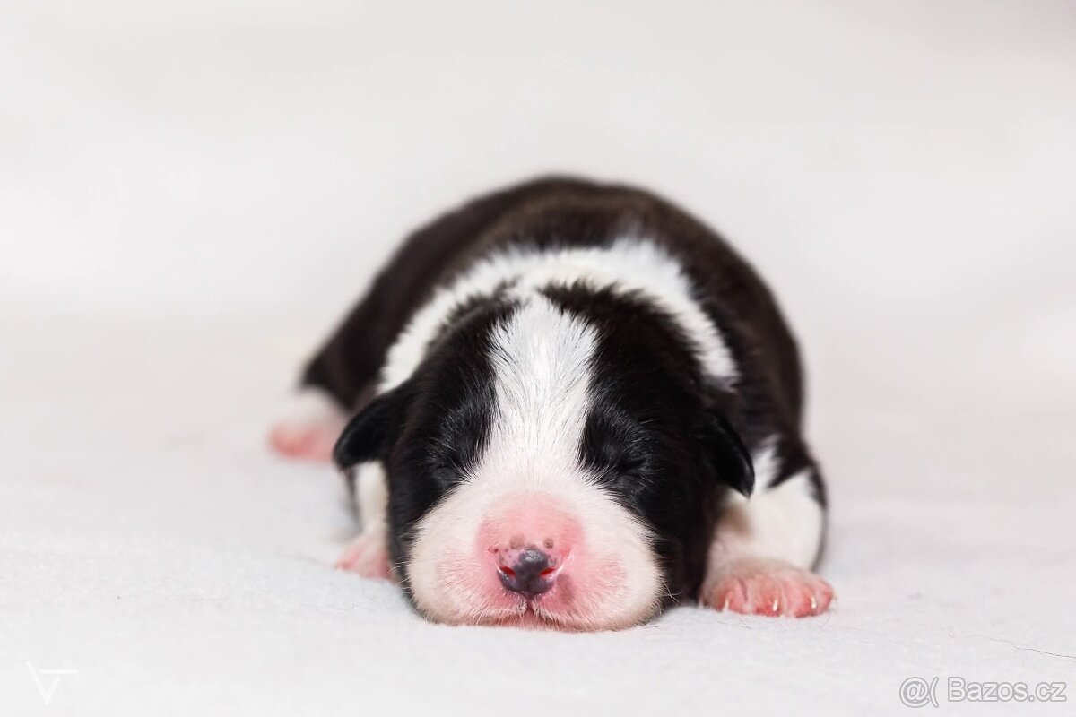 Poslední chlapeček Border kolie s PP - 3