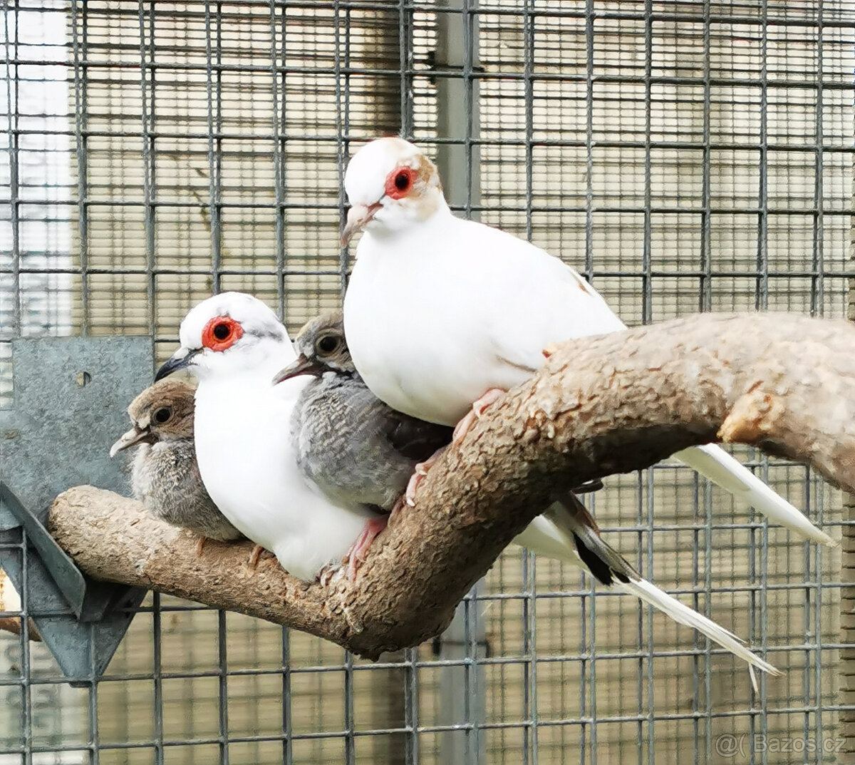 Holoubek diamantový straky 2025 - 3