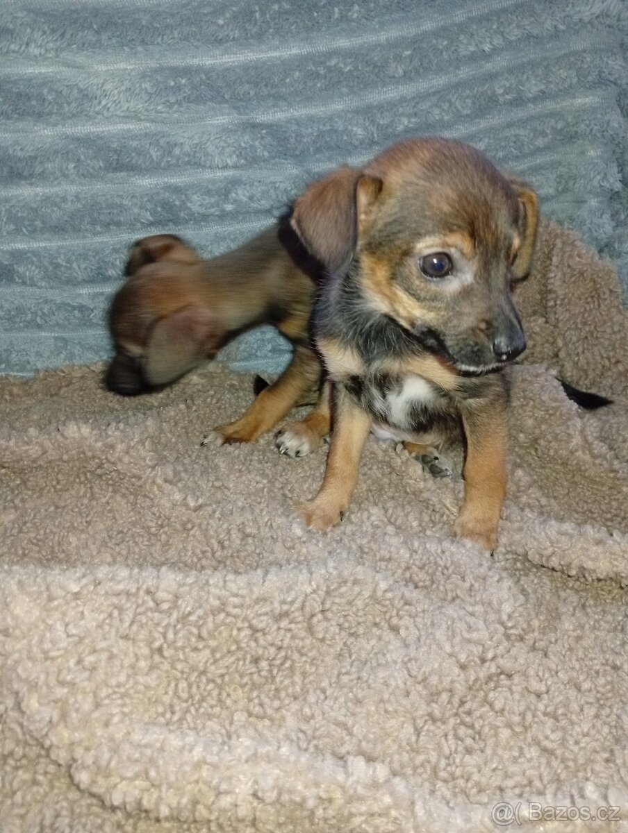 Štěňátka - 3