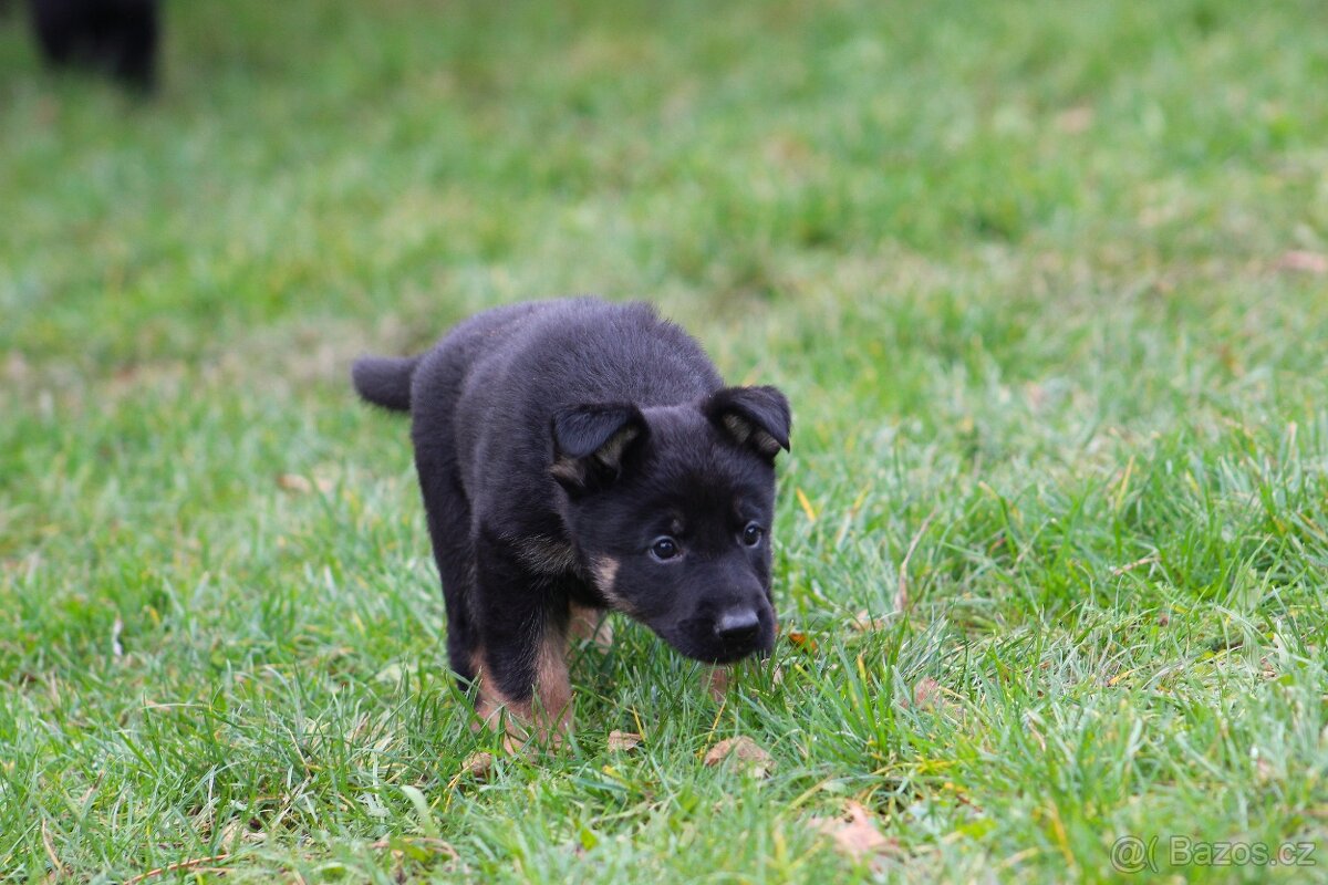 Německý ovčák - štěně s PP - 3