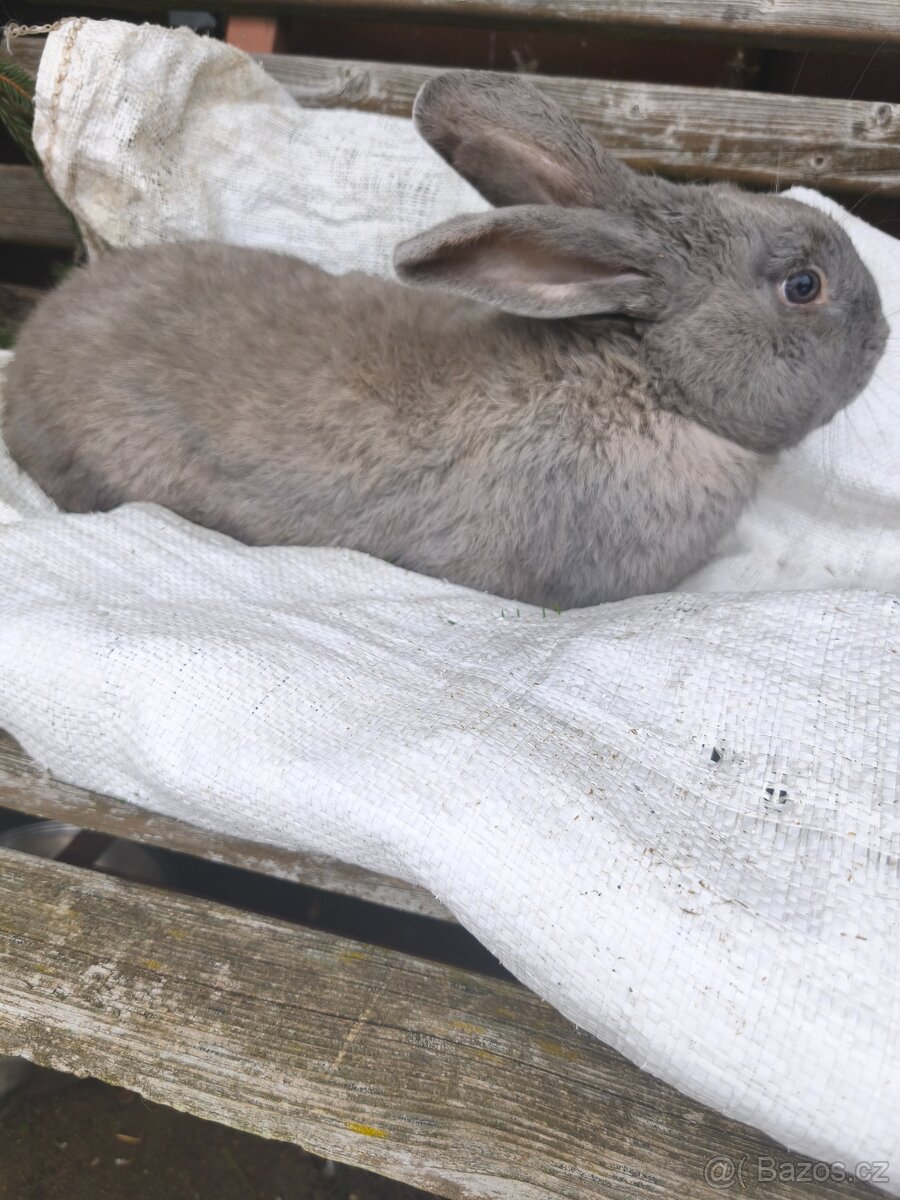 Prodám králíky - 3